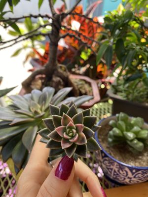 Wow!   at Bosque Urbano in San Jose