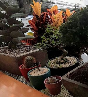 The trees in this urban place at Bosque Urbano in San Jose