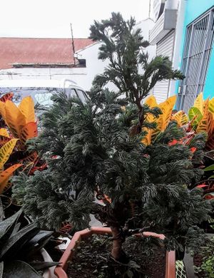 The trees in this urban place at Bosque Urbano in San Jose