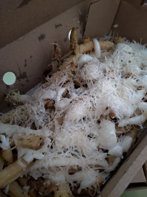 Truffle fries at 13th Element in Nottingham