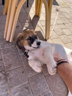 Pup at Viejo Rincón El Alpendre de Félix in Gran Canaria