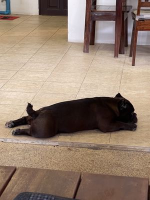 Dog at Nang Sabai Cafe Artisan Bakery in Koh Samui