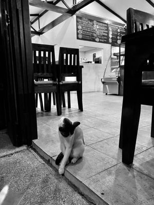 Resident cat at Nang Sabai Cafe Artisan Bakery in Koh Samui