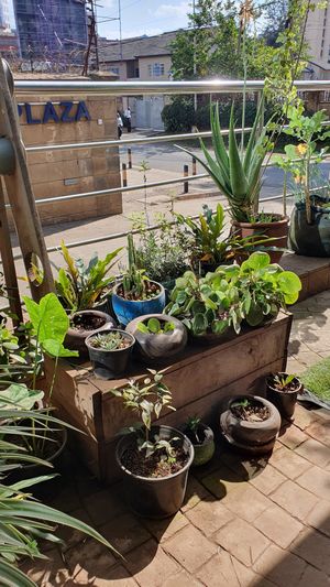  at Soul Veg(etária)  in Nairobi