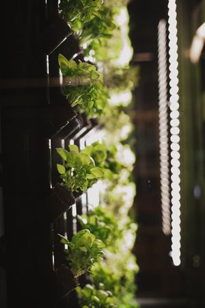Groots,Edible plants at Linverd Market in Barcelona