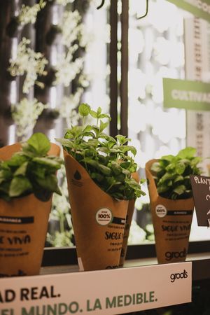 Groots,Edible plants at Linverd Market in Barcelona