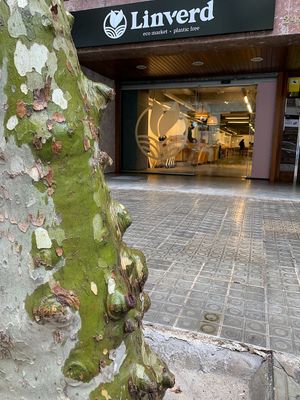 Linverd at Linverd Market in Barcelona