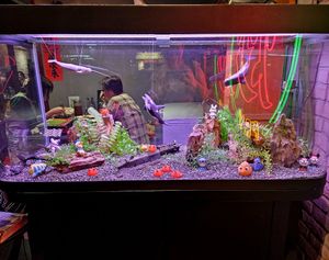 The aquarium at Chao 炒炒蔬食熱炒 in Taipei