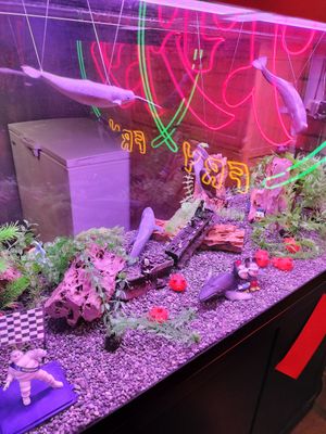 An ethical fish tank!! at Chao 炒炒蔬食熱炒 in Taipei