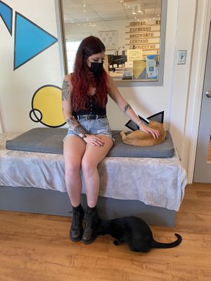 me and two cats inside the private room at Purr Cup Cafe in Raleigh