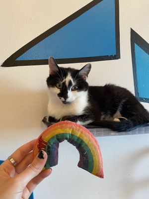 smudgey (cat) and his rainbow toy at Purr Cup Cafe in Raleigh