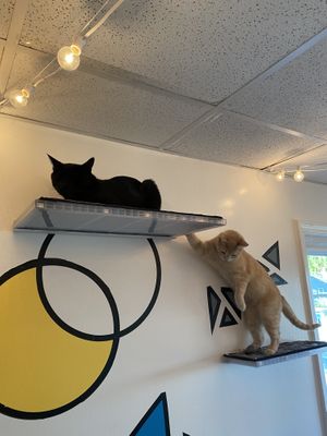 theodore (black cat) being bothered during his nap by a ginger cat (i believe his name might be buffie but i’m not sure!) at Purr Cup Cafe in Raleigh