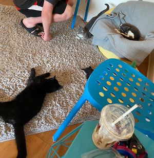 Some of the cats and an empty calico latte cup at Purr Cup Cafe in Raleigh