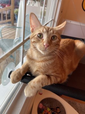   at Purr Cup Cafe in Raleigh