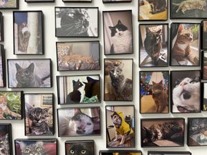   at Purr Cup Cafe in Raleigh