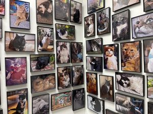   at Purr Cup Cafe in Raleigh