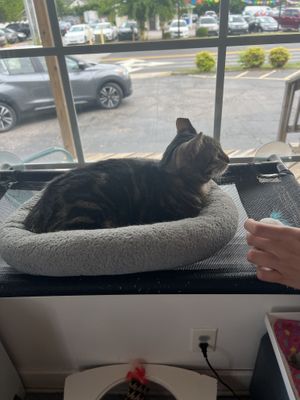   at Purr Cup Cafe in Raleigh