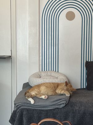   at Purr Cup Cafe in Raleigh