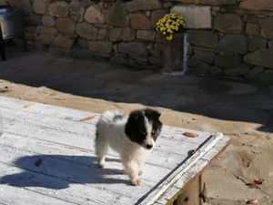 Paddington Bear at RisingSoul Retreat in Tryavna