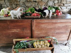 Puppies unpacking the shopping  at RisingSoul Retreat in Tryavna