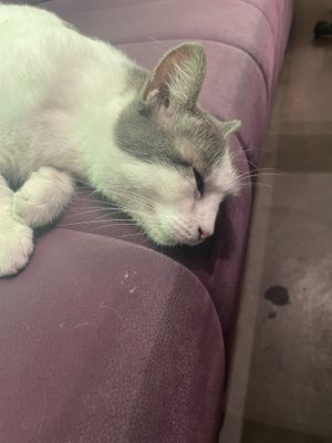   at The Vegan Regime in Istanbul