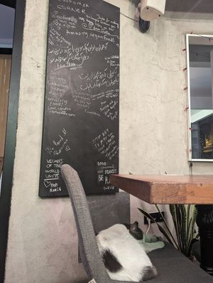 Cute cat and customer board at The Vegan Regime in Istanbul
