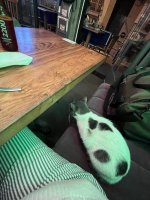   at The Vegan Regime in Istanbul