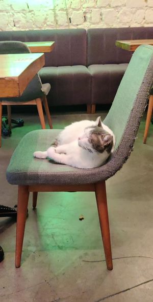 Cat at The Vegan Regime in Istanbul