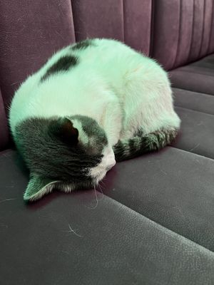 Kitty  at The Vegan Regime in Istanbul