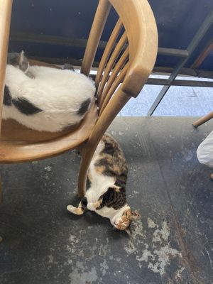   at The Vegan Regime in Istanbul