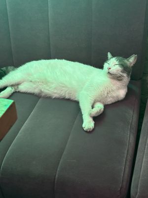   at The Vegan Regime in Istanbul