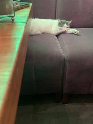 Resident and very friendly cat  at The Vegan Regime in Istanbul