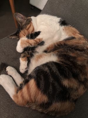 cat 1  at The Vegan Regime in Istanbul