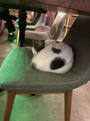 Cat 2  at The Vegan Regime in Istanbul