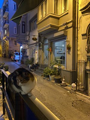   at The Vegan Regime in Istanbul