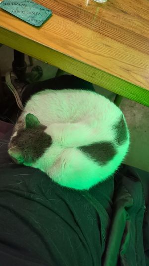 Sweetest 😺 at The Vegan Regime in Istanbul