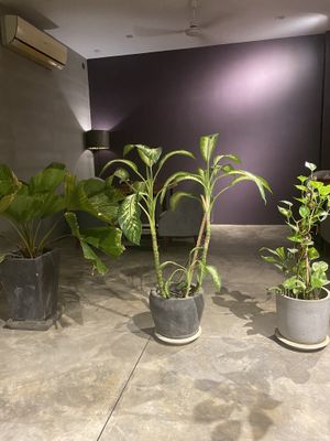   at Element Vegetarian in Phnom Penh