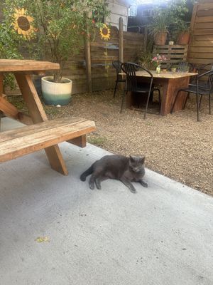   at Tree House Cafe in West Sacramento