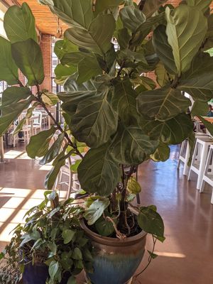 Plant at Living Kitchen - South End in Charlotte