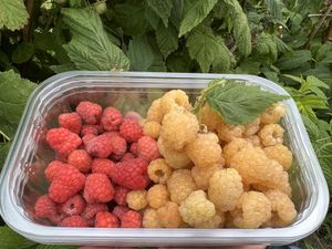 Raspberries   at  Castleton Farm Shop in Fordoun