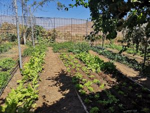 Biogarten at El Invernadero in Fuerteventura