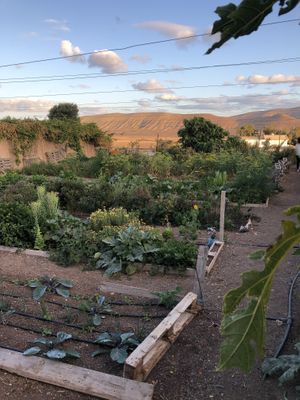 They are the best ❤️ at El Invernadero in Fuerteventura