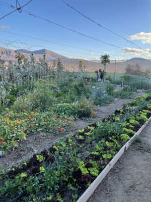   at El Invernadero in Fuerteventura