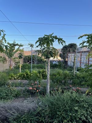   at El Invernadero in Fuerteventura