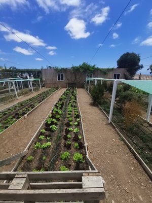 Obst und Gemüse Garten at El Invernadero in Fuerteventura