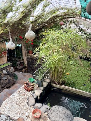   at El Invernadero in Fuerteventura