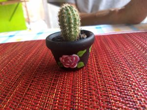 Cute little plants and decorations at HARI in Cuernavaca