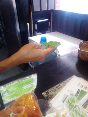 Wonder how long it takes to be full grown:) at Elixir Spot in Puerto Vallarta