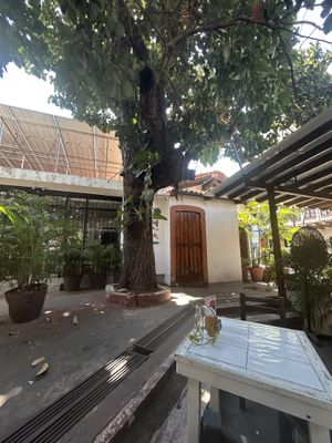 Sitting under a tree  at Elixir Spot in Puerto Vallarta