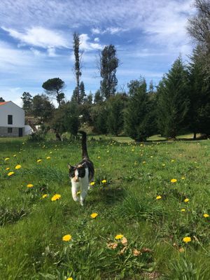 The best part of the property :) at Quinta Rio de Oliveira in Vila Cha Covas